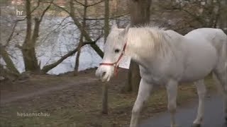 Friesen galoppieren zum Stall  Frisians gallop to the stable [upl. by Higley]