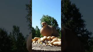 Mourning dove having a peaceful breakfast [upl. by Veronica532]