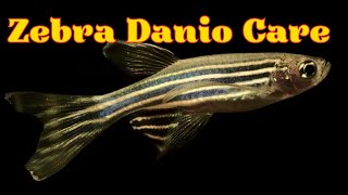 Zebra Danio Fish Danio Rerio Fish Tank Mates Breeding Feeding and Care Infomation [upl. by Hilde91]