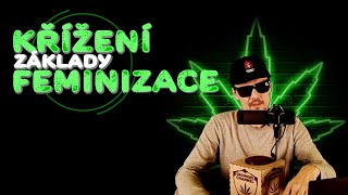 Křížení  Feminizace základy  záznam streamu č19  CZSK Cannabis Indoor Pěstování Podcast Live [upl. by Martell416]