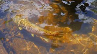 Monster Brown Trout on Chattooga River [upl. by Forlini]