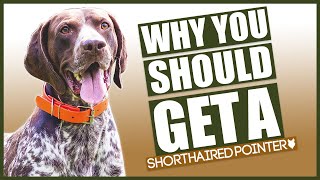 GERMAN SHORTHAIRED POINTER 5 reasons Why YOU SHOULD GET A German Shorthaired Pointer [upl. by Inalaeham]