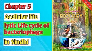 lytic cycle of bacteriophage class 11 biology Sindh board [upl. by Spatz]