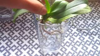 How to Save Orchids With No Roots  How I Make Orchids Without Roots Grow [upl. by Eriuqs]