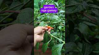 garden na gamay [upl. by Smaoht]