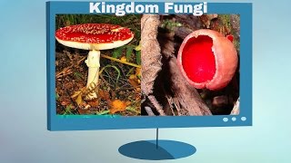 Kingdom Fungi Characteristics [upl. by Tedi]