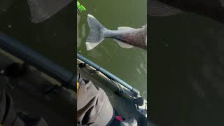 Walleye release Ronkonkoma lake kayak fishing [upl. by Pena990]