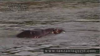 Jack Brittinghams Tanzania Adventures  Archery Hippo Hunt [upl. by Eelesor600]