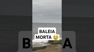 Baleia encontrada morta na praia de Itapoa SC  2710 itapoa notícias [upl. by Olympia630]