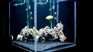 60 Gallon African Cichlid Aquarium [upl. by Ongun]