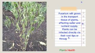 Fusarium Wilt  Causes  Symptoms  Control [upl. by Quintessa]