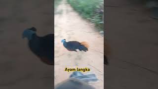 Viral ayam kepala biru ayam ayamwarnawarni ayamhutan ayamjago [upl. by Adnaluy]