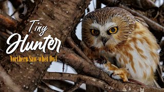 Northern Sawwhet Owl [upl. by Crista]