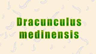 7 Dracunculus medinensis التنينة المدينية [upl. by Eiznekam306]