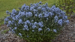 Amsonia Production Tips  Walters Gardens [upl. by Amargo261]