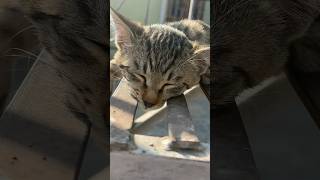 Sleeping kitten ðŸ± catshortscutekittyyoutubeviralkittenssleepingcatsyoutubeshorts [upl. by Grail]