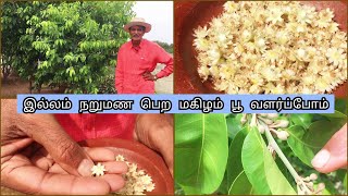 இல்லம் நறுமண பெற மகிழம் பூ வளர்ப்போம்How To Maintain Mimusops Elengi or Spanish Cherry Plant [upl. by Nyra82]