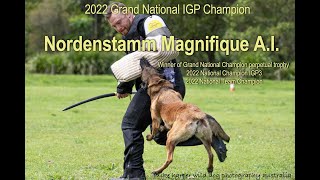 2022 Nordenstamm Magnifique AI Protection at the Australian National Malinois IGP Championship [upl. by Tenrag]