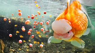 Thousands of Newly Hatched Goldfish Fry  How to become successful in breeding amp Raising Goldfish [upl. by Gnal8]