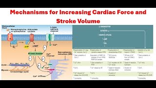 The Mechanisms by Which Cardiac Force and Stroke Volume Increase Calcium Channel Blocker Mechanism [upl. by Ydur]