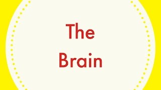 The BrainLeaving Cert Biology [upl. by Ahsayn985]