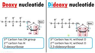 Difference between Deoxy nucleotide and Dideoxy nucleotide How dideoxynucleotide sequencing works [upl. by Anahsar]