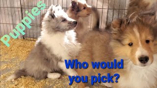 🐺 Puppies 8 weeks old Shelties Which would you pick [upl. by Oicnanev]