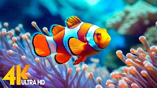 Aquarium 4K VIDEO ULTRA HD 🐠 Beautiful Coral Reef Fish  Relaxing Sleep Meditation Music 9 [upl. by Eitirahc505]