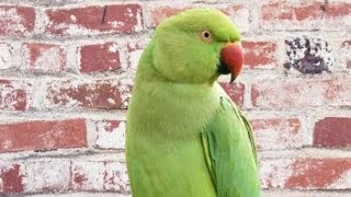 Alexandrine parakeet Parrot  Ringneck Talking Parrot [upl. by Einal]