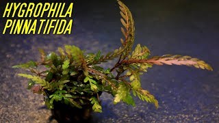 Beginner Aquarium plants that experts use Hygrophila Pinnatifida [upl. by Uyerta]