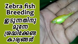 Zebra Fish Breeding and Conditioning Method [upl. by Nela702]