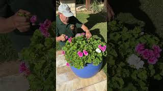 Gerânios em Vaso  Dicas Para Você Plantar [upl. by Nurse]