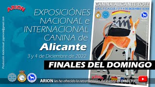 EXPOSICIÓN INTERNACIONAL CANINA DE ALICANTE 2022 [upl. by Ait]