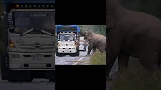 The Elephant and Truck Confrontation [upl. by Eram]