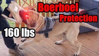 Boerboel Guard Dog Protection Test [upl. by Tugman]