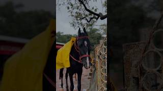 😁I Spent 24 Hours in Matheran  100 years Old Heritage Property  ￼Matheran Mini Vlog ￼ [upl. by Shari]