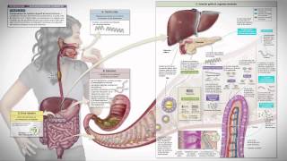 Anatomie et physiologie  pédagogiquement intégré [upl. by Merp541]