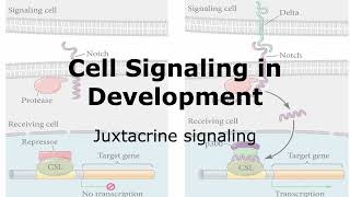 Juxtacrine Signaling and Development [upl. by Neelahtak]