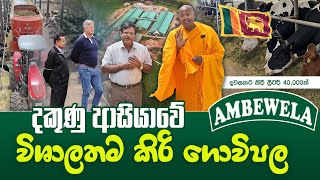 දකුණු ආසියාවේ විශාලතම කිරි ගොවිපල umandawa ambewela [upl. by Teddy579]