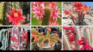 40 Types Of Popular Cleistocactus Pictorial Guide [upl. by Chappie15]