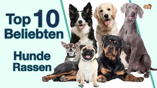 Top 10 beliebteste Hunderassen  Welche Hunde sind die beliebtesten in Deutschland [upl. by Charity267]