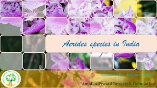 Aerides species in India [upl. by Cromwell938]