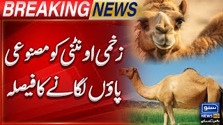 Camel Incident Sanghar  Sindh Govt In Action  Breaking News  Suno News HD [upl. by Iveksarap]