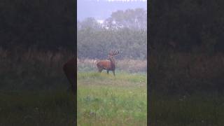 Piękny młody szesnastak Rykowisko 24 deer cervo wildlife deerrut hirsh nature bucks [upl. by Nylimaj]