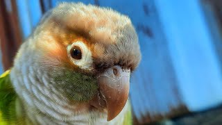 Come listen to me talk alone  Green cheek conure talking sounds A beautiful colored bird sings [upl. by Hyps996]