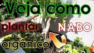 Como Plantar NABO [upl. by Minor]