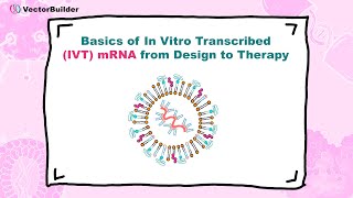 Basics of In Vitro Transcribed IVT mRNA from Design to Therapy [upl. by Ayyn]