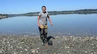 Setting up your shellfish garden Geoduck [upl. by Davidson]