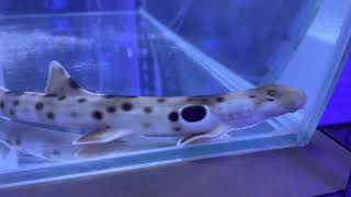 Epaulette Shark in QT [upl. by Pliske597]