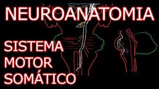 Aula Neuroanatomia  Sistema Motor Somático Vias Descendentes  Neuroanatomia Humana 4 [upl. by Huldah]